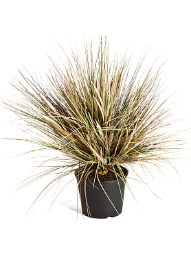 Grass onion autumn tuft