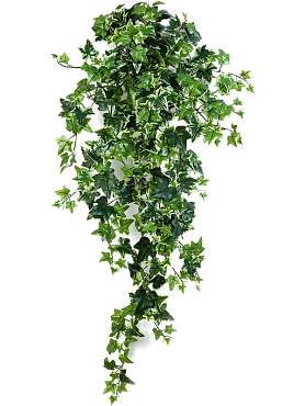 Ivy hanging bush (15x)