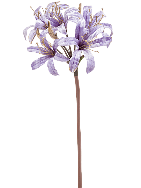 Nerine lilac