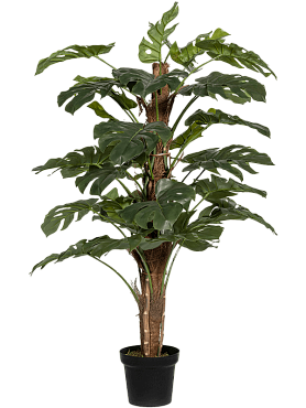 Monstera pertusum branched