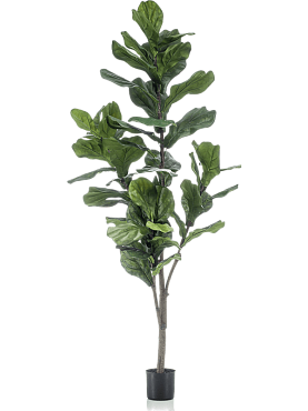 Ficus lyrata branched (50 lvs.)