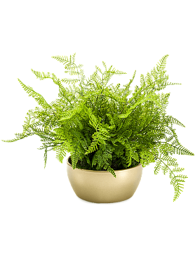 Fern forest green in pearlgold bowl