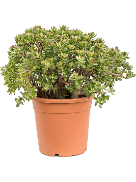 Crassula ovata 'minor' bush