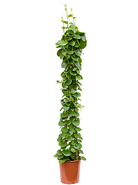 Cissus rotundifolia pyramid