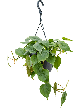 Philodendron scandens hanger