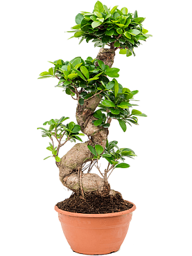 Ficus microcarpa 'compacta' s-stam