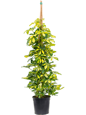 Schefflera arboricola 'gold capella' tuft