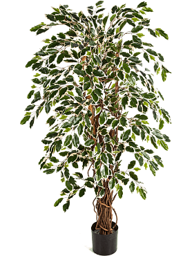 Ficus liana var. branched