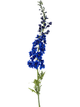Delphinium blue