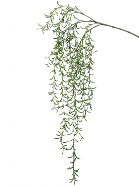 Hoya hanging branch