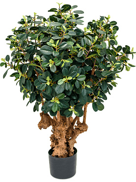 Ficus panda bonsai (1500 lvs.)
