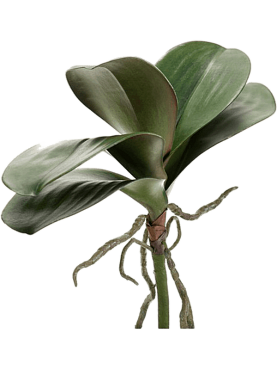 Phalaenopsis leaves