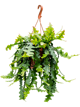 Epiphyllum anthonyanus hanging plant