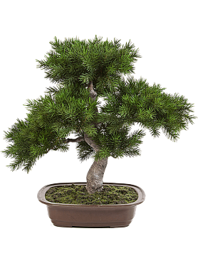 Pinus bonsai