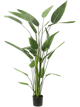 Heliconia tuft (26 lvs.)