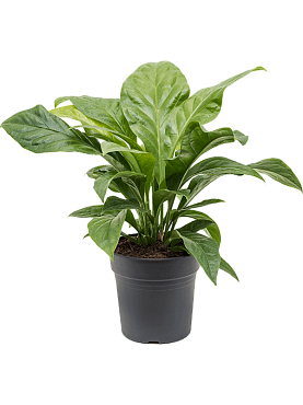 Anthurium elipticum 'jungle bush' bush