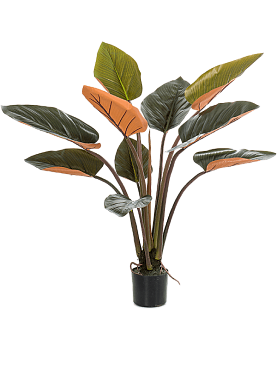 Philodendron tuft (10 lvs.)