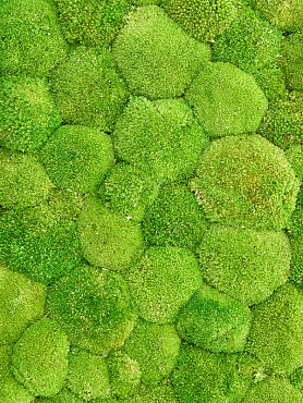 Стабилизированный мох Ball moss light green (bulk = примерно. 0,7 m²)
