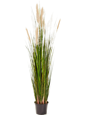 Grass reed bush cream / brown