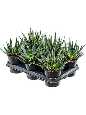Aloe 'evergreen' 6/tray