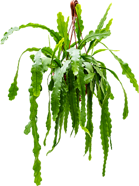 Epiphyllum 'beavertail' hanging plant
