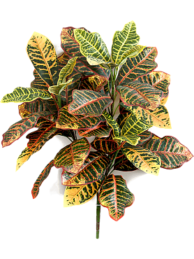 Croton bush