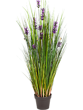 Grass lavender bush