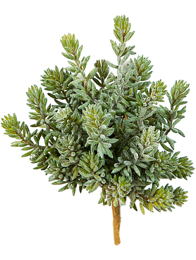 Sedum buisson (26x)