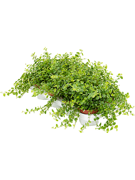 Ficus pumila (repens) 'white sunny' 8/tray hanger