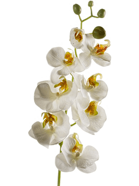 Phalaenopsis white