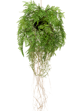 Fern with roots hanging bush