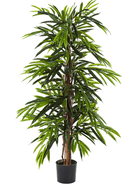 Ficus longifolia branched