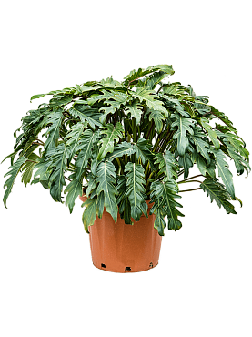 Philodendron 'xanadu' bush
