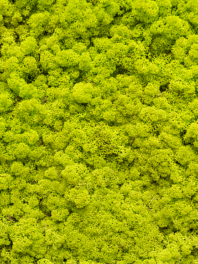 Стабилизированный мох Reindeer moss spring green (bulk примерно. 0,45 m²)
