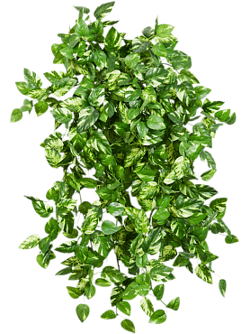 Pothos bush