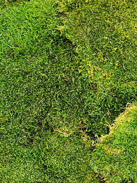 Стабилизированный мох Flat moss forest green (4 windowкоробка = примерно 2 m²)