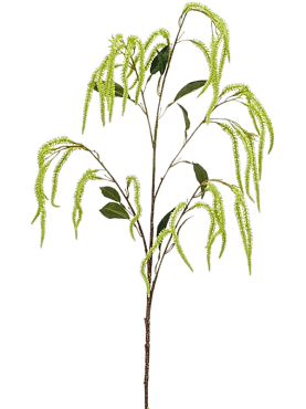 Amaranthus branch