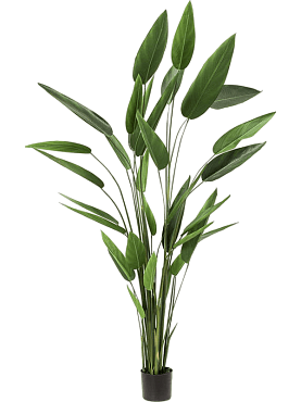 Heliconia tuft (2 parts, 32 lvs.)