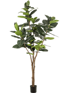 Ficus elastica branched (89 lvs.)