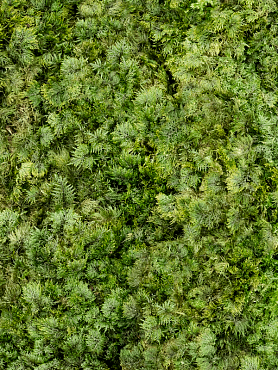 Стабилизированный мох Fernmoss forest green (4 windowкоробка = примерно 1 m²)