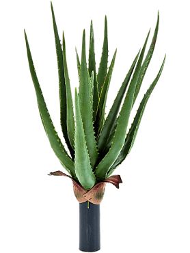 Aloe plant tuft (16 lvs.)