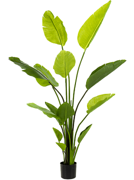 Strelitzia nicolai tuft (13 lvs.)