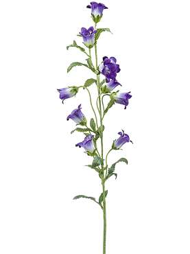 Campanula purple