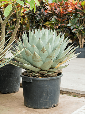 Agave parryi green/gray