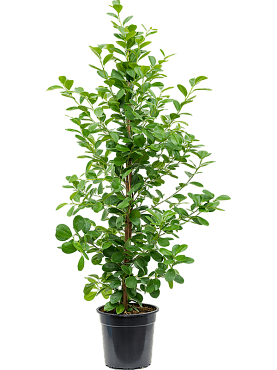 Ficus microcarpa 'moclame' tuft