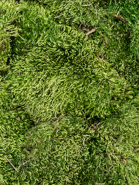 Стабилизированный мох Hairmoss forest green (4 windowкоробка = примерно. 0,64 m²)