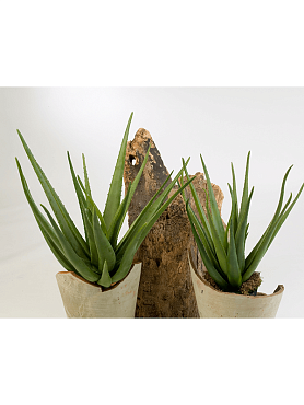 Aloe plant tuft