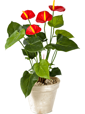 Anthurium bush red