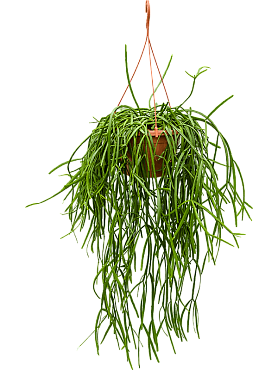 Rhipsalis trigona hanging plant