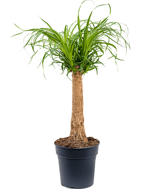 Beaucarnea recurvata stem (35)